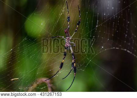 Banana Spider In A Web In The Woods In Florida