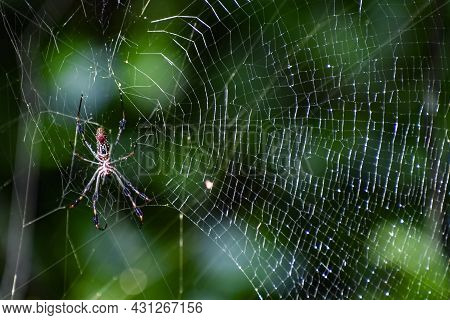 Banana Spider In A Web In The Woods In Florida