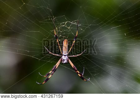 Banana Spider In A Web In The Woods In Florida