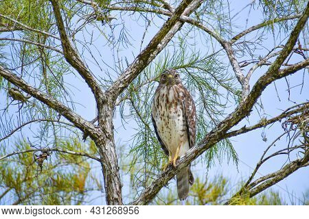 Broad-winged Hawk Perched In A Tree In Big Cypress National Preserve, Florida