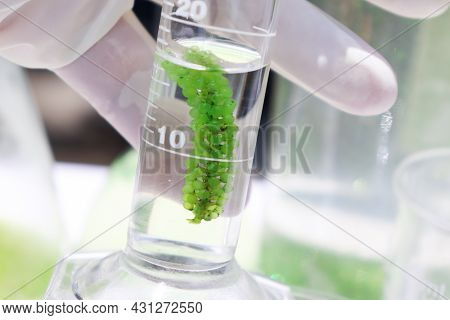 Sea Grapes And Simple Plant Experiments Biology In The Laboratory