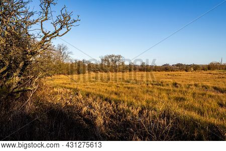 Winter Sun Shining On A Tree Lined Wet Marsh Land On Threave Estate, Dumfries And Galloway, Scotland