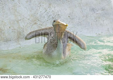 Pelican Playing In The Water In The Zoo