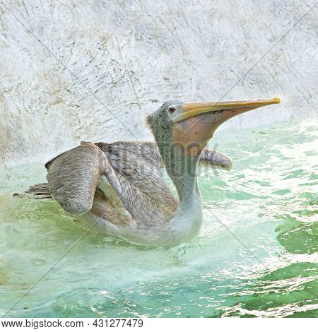 Pelican Playing In The Water In The Zoo