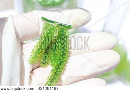 Sea Grapes And Simple Plant Experiments Biology In The Laboratory