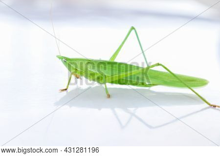 Little Green Conehead Grasshopper On White Background