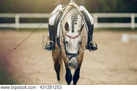 Equestrian Sport. Portrait Sports Stallion In The Double Bridle. Pigtails On Neck Sports Horse. The 