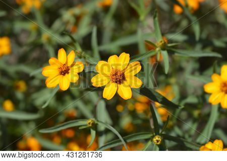 Orange Narrowleaf Zinnia - Latin Name - Zinnia Angustifolia