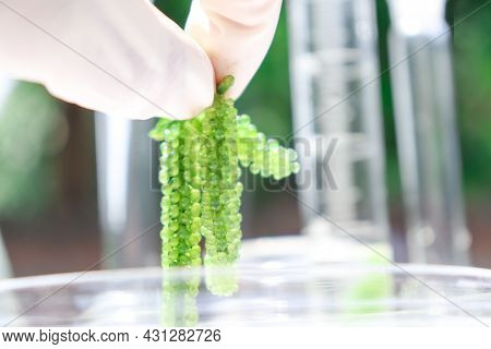 Sea Grapes And Simple Plant Experiments Biology In The Laboratory