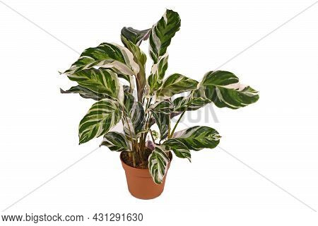 Exotic Houseplant With Botanic Name 'calathea White Fusion' In Flower Pot Isolated On White Backgrou