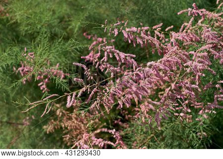 Tamarisk Pink Flowering Shrub Branches, Tamarix Parviflora, Detail Of Branch With Small Flowers, Clo