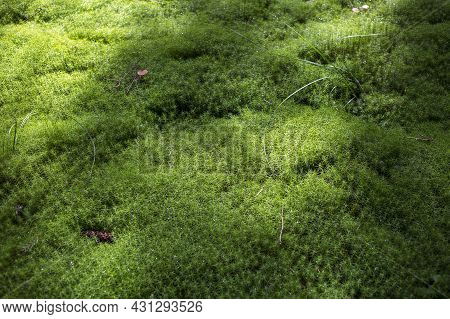 Background Texture Of The Green Forest Moss, Growing Anophyte