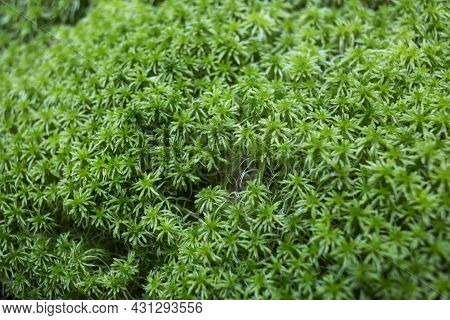 Close Up Macro Photo Of Natural Green And Brown Moss, Anophyte In A Forest Growing