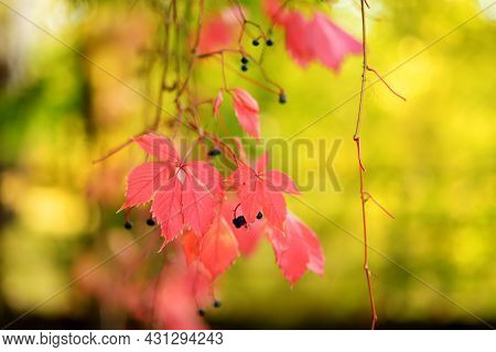 Beautiful Red Virginia Creeper Leaves On A Tree Branch On Bright Autumn Day