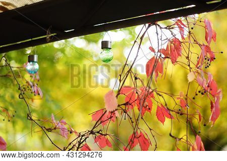 Colourful Solar Light Bulbs Hanging On Garden Fence Decorated With Red Virginia Creeper Leaves On Br