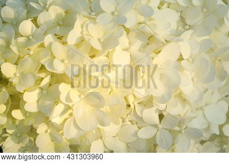 Closeup Pattern Background Of White Hydrangea Flowers