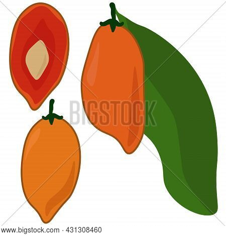 Bunhozia Silver Fruit, Juicy Exotic Fruits Whole And Half Vector Illustration For Design