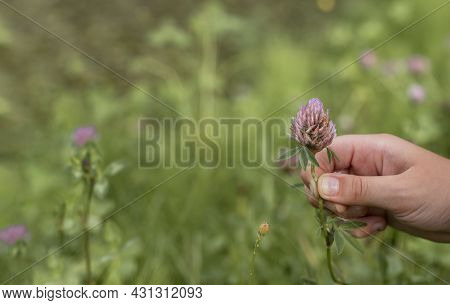 Kid Hand Holding Violet Clover Flower Over Green Blurred Grass Of Meadow In Summer. Copy Space For T