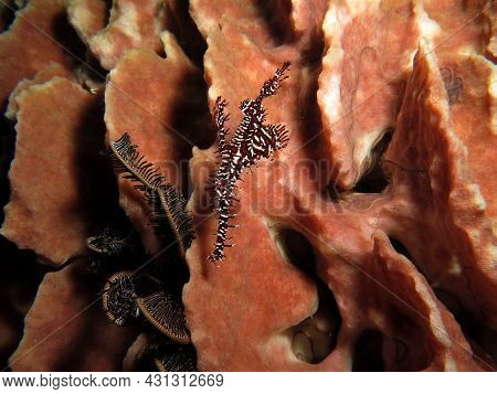 A Black Ornate Ghost Pipefish On A Barrel Sponge Boracay Island Philippines