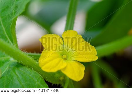 Yellow Colored Flower Of Japanese Melon. Used Selective Focus.