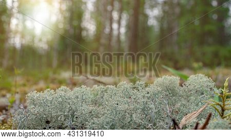 White Moss, Taiga Zone. Vivid Landscapes With Moss, Forest And Wild Flora In The Forest In Summer.