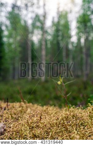 Photo Of Moss, Taiga Zone. Vivid Landscapes With Moss, Forest And Wild Flora In The Forest In Summer