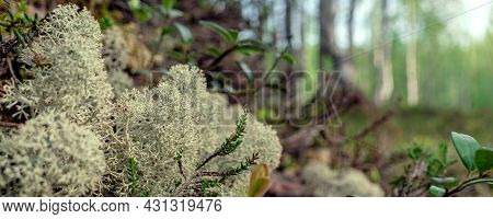 Banner Of White Moss, Taiga Zone. Vivid Landscapes With Moss, Forest And Wild Flora In The Forest In