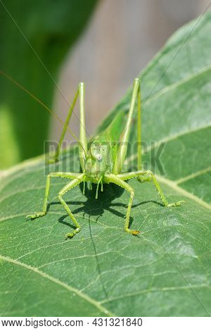 Large Marsh Grasshopper (stethophyma Grossum), A Threatened Insect Species Typical For Wet Meadow An