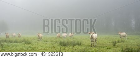 Curious Blonde D'aquitaine Cows In Misty Morning Meadow With Willow Trees Near River Seine In Northe