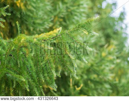 Young Branches Of Larch. Closeup Of Green Larch Young Needles. Larix Sibirica, The Siberian Larch Or
