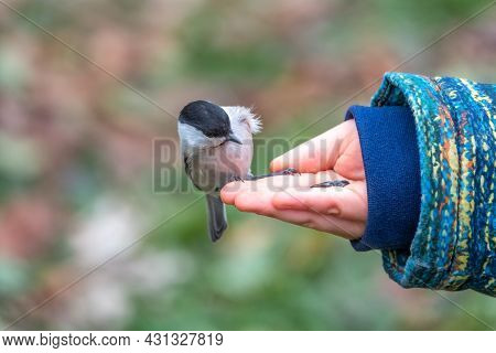 The Willow Tit Eats Seeds From A Palm Of Little Boy. A Willow Tit Bird Sitting On The Hand And Eatin