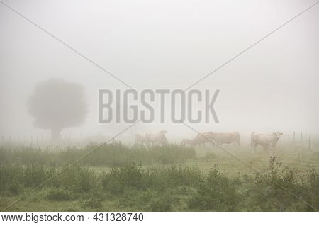 Curious Blonde D'aquitaine Cows In Misty Morning Meadow With Willow Trees Near River Seine In Northe