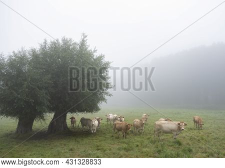 Curious Blonde D'aquitaine Cows In Misty Morning Meadow With Willow Trees Near River Seine In Northe
