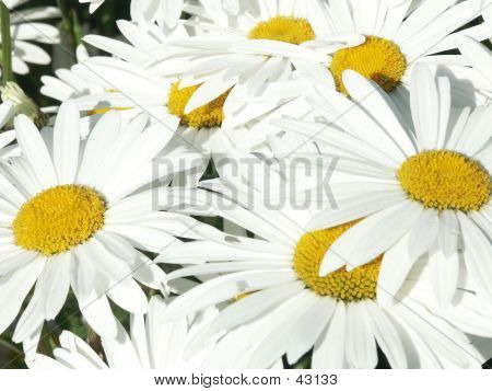 Flowers2