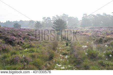 Ditch With Spider Webs Between Patches Of Colorful Heather In Dutch Province Of Utrecht On Foggy Sum
