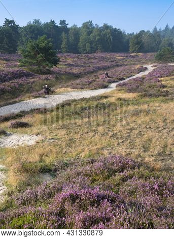 Photographers And Trees Under Blue Summer Sky And Colorful Purple Heather On Heath Near Zeist In The