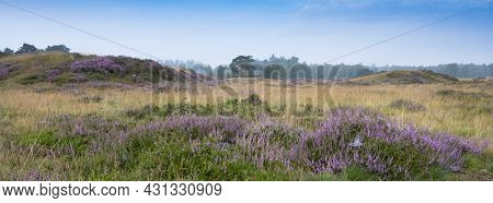 Pine Trees Under Blue Summer Sky And Colorful Purple Heather On Heath With Background Forest Near Ze