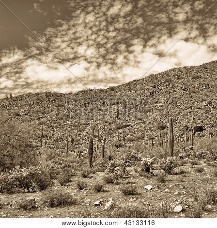 Saguaro sépie