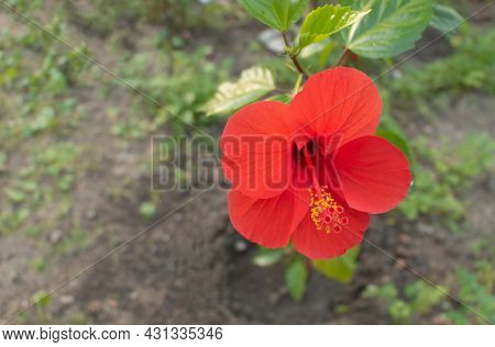 Hibiscus In Beautiful Red Blooom - Selective Focus And Copy Space. Concept For Hibiscus Care