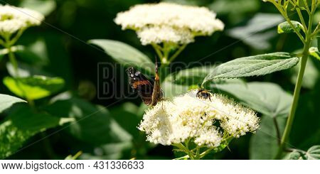Red Admiral Butterfly Vanessa Atalanta On Hydrangea Arborescens Smooth Hydrangea Flowers. Close Up