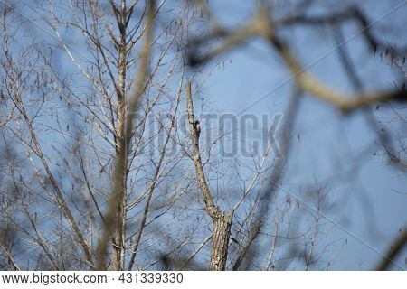 Yellow-shafted Northern Flicker (colaptes Auratus) Foraging On A Tree