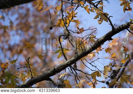 Nonbreeding Male American Goldfinch (spinus Tristis) Looking Out From A Tree During The Autumn Leave