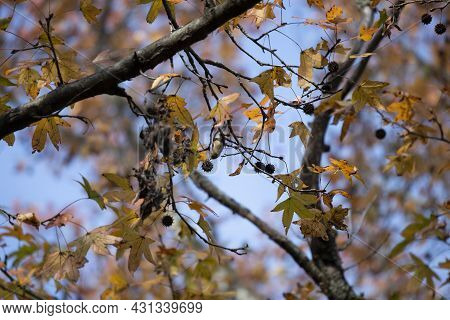 Nonbreeding Male American Goldfinch (spinus Tristis) Foraging On A Tree During The Autumn Leaves Cha
