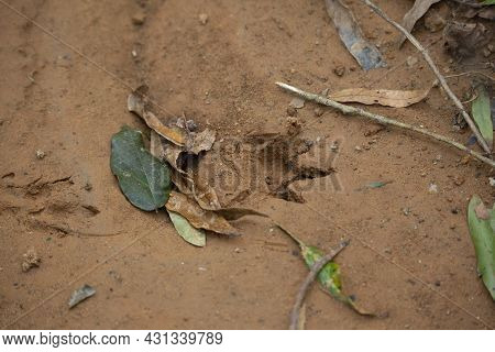 Armadillo (dasypus Novemcinctus) Tracks Settled In The Mud