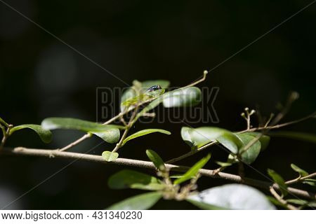 Blue Bottle Fly (calliphora Vomitoria) Perched On The Small Leaf Of A Bush