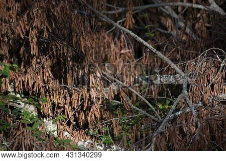 Carolina Wren (thryothorus Ludovicianus) Perched On A Fallen Tree Limb