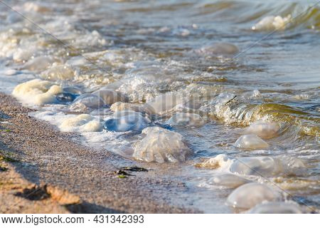 There Are Many Dead Jellyfish On The Shores Of The Sea Of ​​azov. Invasion Of Jellyfish Due To Globa