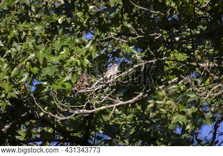 Northern Mockingbird (mimus Poslyglotto) On A Tree Limb
