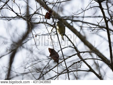 Orange-crowned Warbler (vermivora Celata) Landing On A Twig