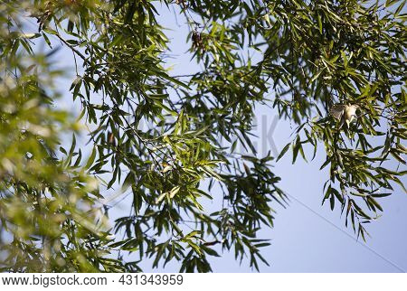 Philadelphia Vireo (vireo Philadelphicus) Landing On A Tree Branch